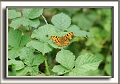comma, butterfly, comma butter-6